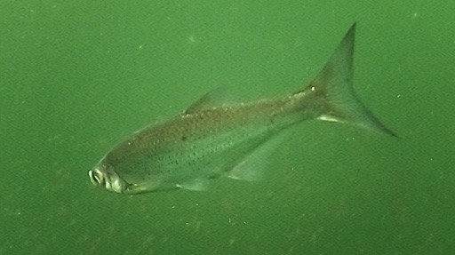Zander Fressverhalten - Beutefisch unter Wasser