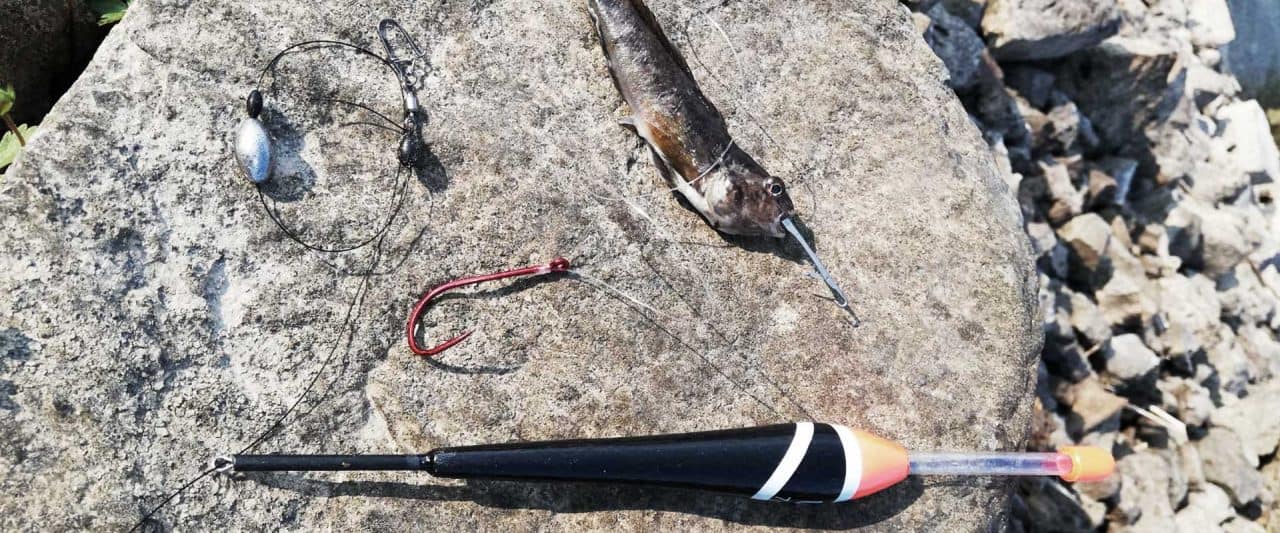 Angeln Auf Zander Mit Pose Und Köderfisch