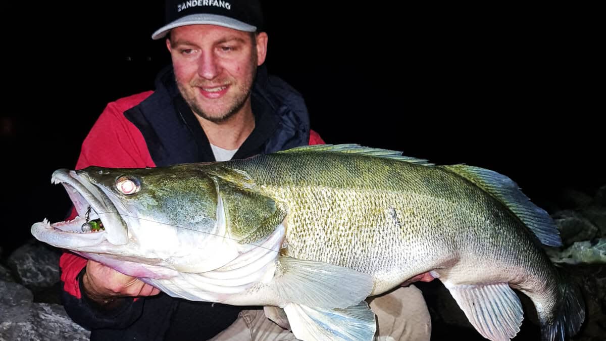 Zander mit Gummifisch geangelt