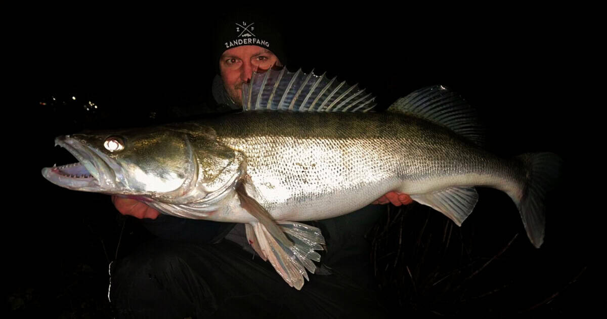 Zander Fisch Merkmale