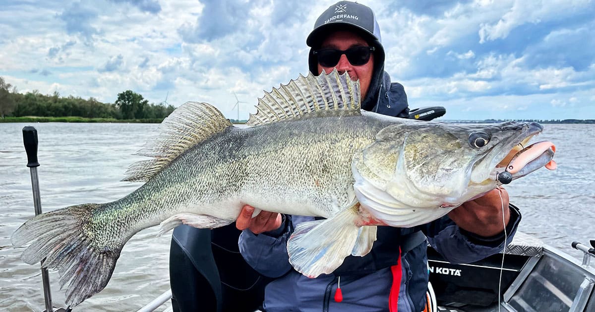 Zander angeln Boot - vertikal