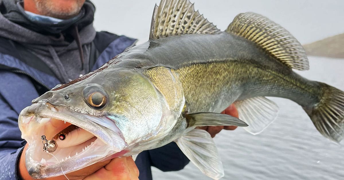 Zanderangeln vom Boot - Werfen